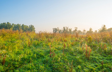 Misty field with flowers in wetland below a blue sky at sunrise in summer