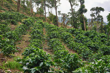 Fototapeta na wymiar Green rows of coffee plants