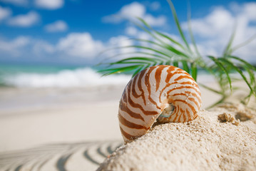 nautilus sea shell on hot sand beach