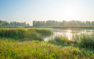 Obraz na płótnie Canvas Reed along the edge of a foggy lake below a blue sky at sunrise in summer