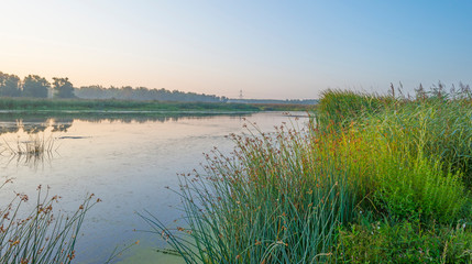 Reed along the edge of a foggy lake below a blue sky at sunrise in summer