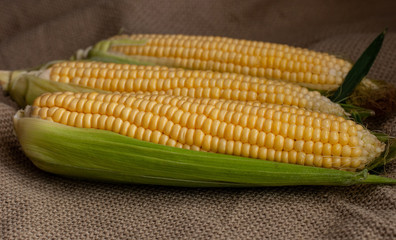 Yellow sweet raw corn on a rustic background close-up.