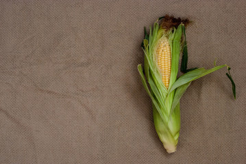 Yellow sweet raw corn with opened green leaves on a package on a textile background close-up.