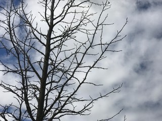 Fototapeta na wymiar branches in sky