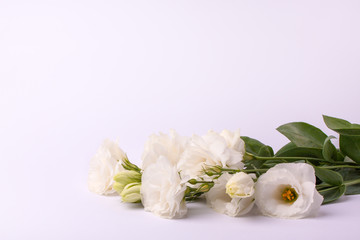 Gentle pink eustoma flowers on a pink pastel paper background.