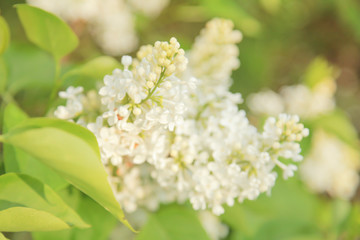 Delicate gorgeous flowers of lilac in the garden