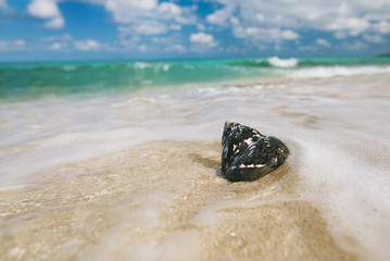 caribbean black shells on beach © Elena Moiseeva