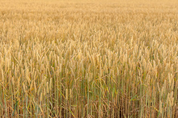 wheat yellow beautiful field with closeup spikelet