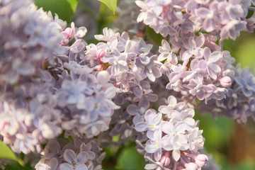 Delicate gorgeous flowers of lilac in the garden