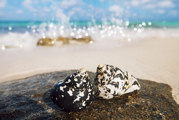 caribbean black shells on beach