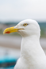 Close Up shot of Herring Gull face and beak