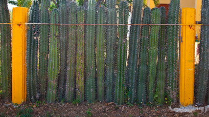 Cactus Fence on the Caribbean Island of Bonaire