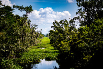 Fototapeta premium bayou landscape
