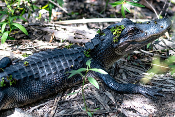 alligator on the bayou