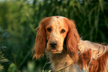Portrait of a cute dog breed Russian hunting spaniel in nature