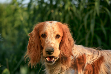 Portrait of a cute dog breed Russian hunting spaniel in nature