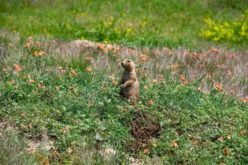 Prairie Dog on the watch