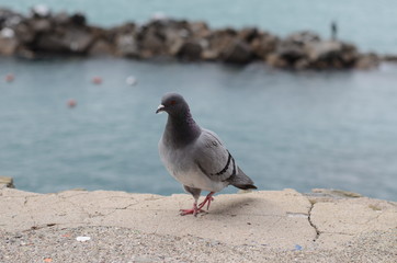 seagull on the beach