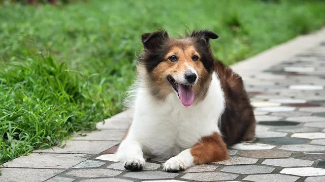 Adorable Shetland sheepdog lying on ground and looking friendly in windy day, super slow motion.