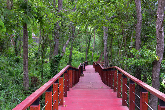 Red wooden bridge in the fertile forest for tourists to see nature and study forestry. Conserve the environment concept. Khao Kradong Forest Park,Buri Ram,Thailand.