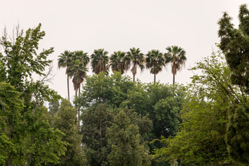 palm trees in the park
