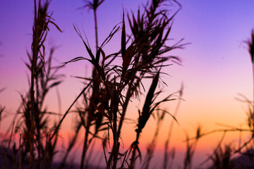 Obraz premium Atardecer en mitad de el campo con siluetas de maleza