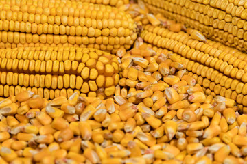 Closeup of ears of corn on a pile of shelled kernels
