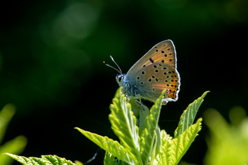 butterfly on flower