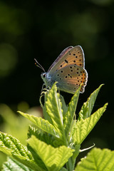 butterfly on a flower