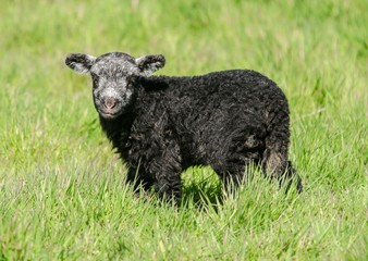 Grau,schwarzes Lamm stehend auf einer Wiese