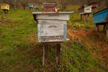 bee passeka on a village farm in spring