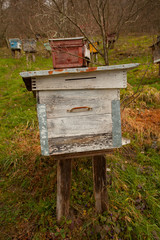 bee passeka on a village farm in spring