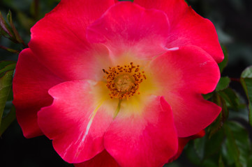A pink rose with a yellow center in full bloom sits in the center of the frame bathed in soft light