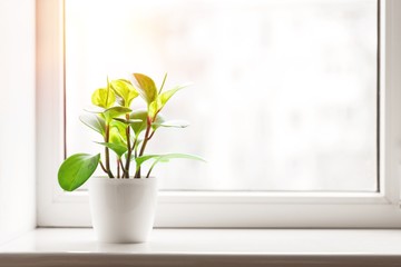 Green plant on the windowsill on background
