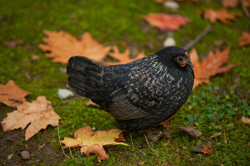 beautiful cute  cock stands on  grass in autumn in  forest