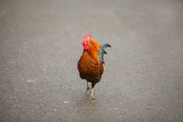 beautiful cute  cock stands on  grass in autumn in  forest