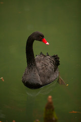 Fototapeta premium beautiful black swan swims inriver in autumn
