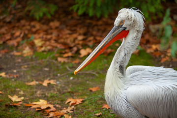 beautiful cute pelican stands on  grass in autumn in  forest