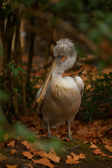 beautiful cute pelican stands on  grass in autumn in  forest