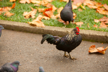 beautiful cute  cock stands on  grass in autumn in  forest