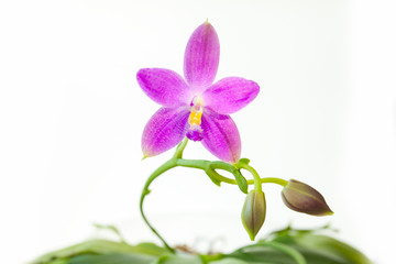Beautiful rare orchid in pot on White background