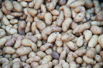 Young potatoes for sale