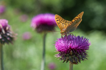 butterfly on flower