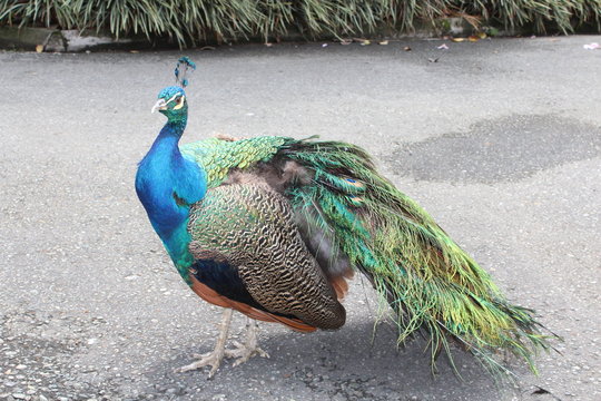 Pavo real
