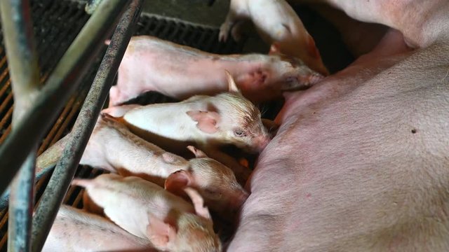 Close up shot of Piglets Suckling Mother Sow