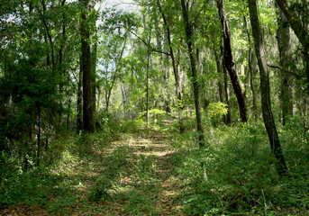 Path through a forest in coastal Georgia
