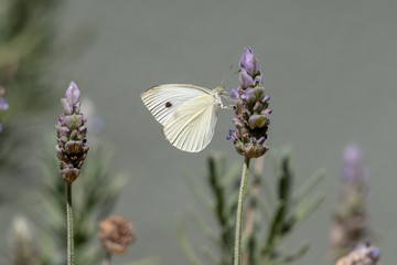 butterfly on flower