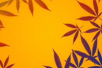 cannabis sativa leafs forming a frame Isolated on orange background with copy space