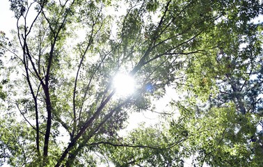 tree in spring