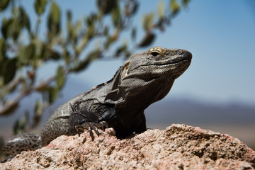 iguana on the rock